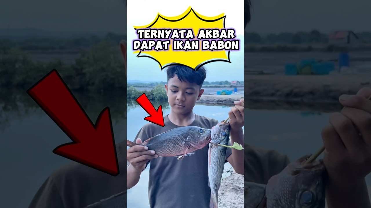 Ternyata akbar dapat ikan babon #wakmi #mancing #ikan #seru #komedi #videolucu