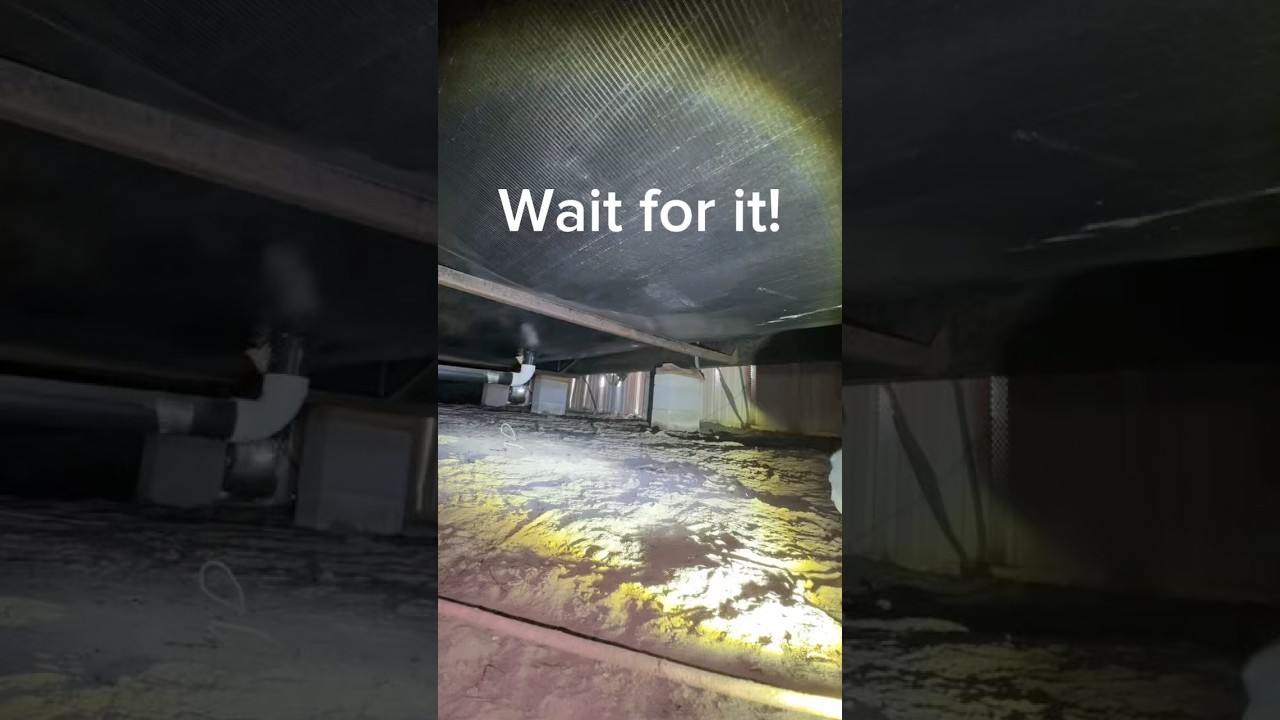 Removing a Huge Dead Possum From Under a Home!