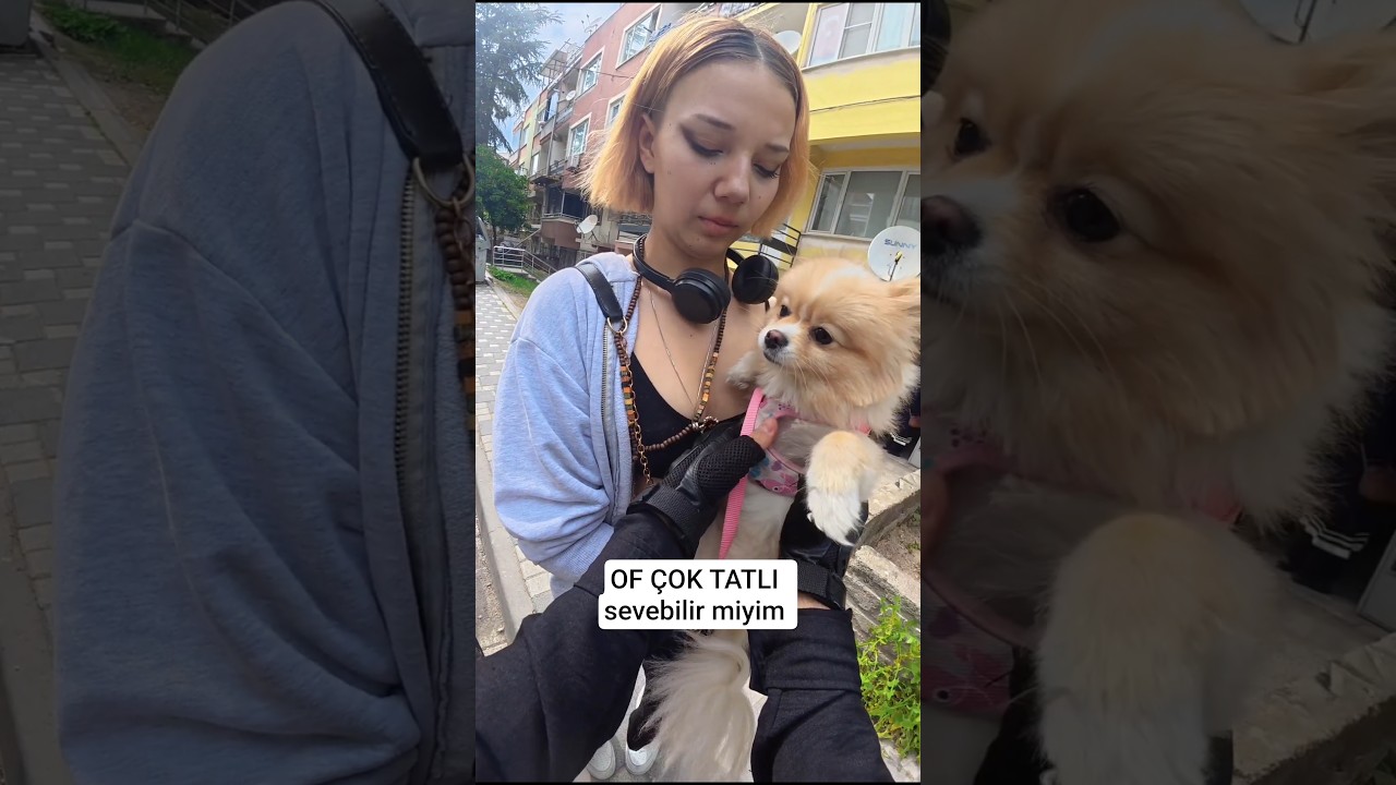 köpecikk                  #köpek #evcilhayvan #dji #dog #sevimli #bajaj #dominar #250