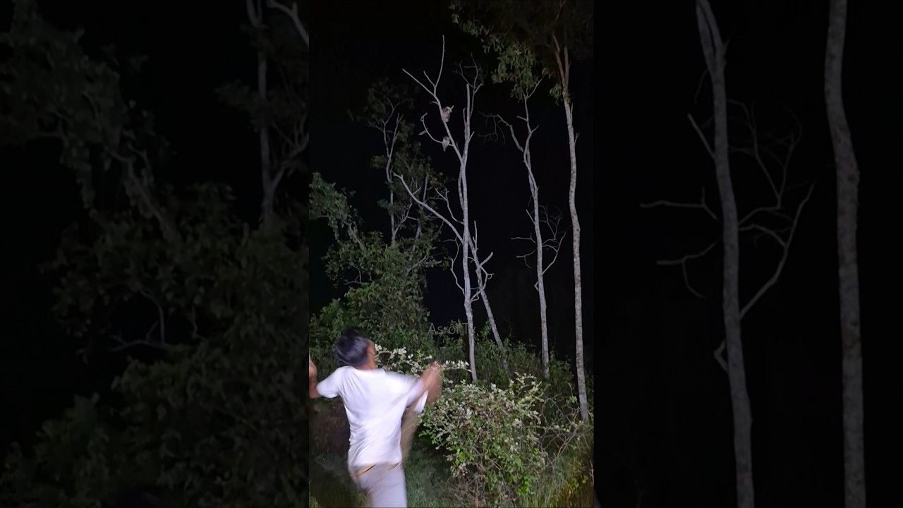 Ada burung pemangsa besar #hewanbesar #birds #shorts