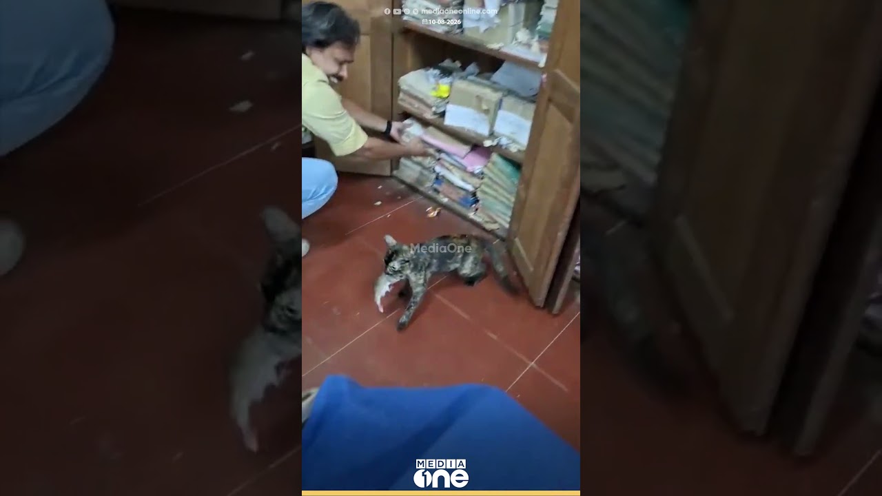 എലിയെ കൊണ്ട് ആകെ പൊറുതിമുട്ടി.... ഒടുവിൽ  എലിയെ പിടിക്കാൻ പൂച്ചയെ പുറത്തിറക്കി