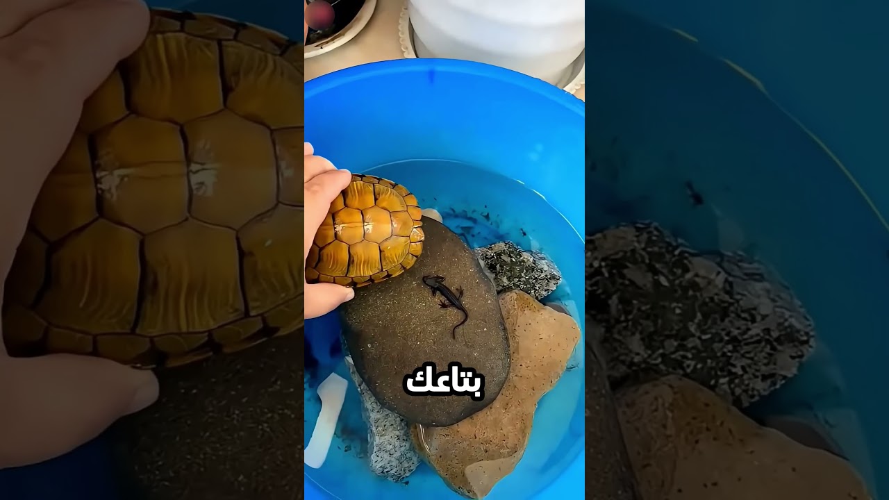 يا بابا ده مش بيتي ده بيت البغبغان