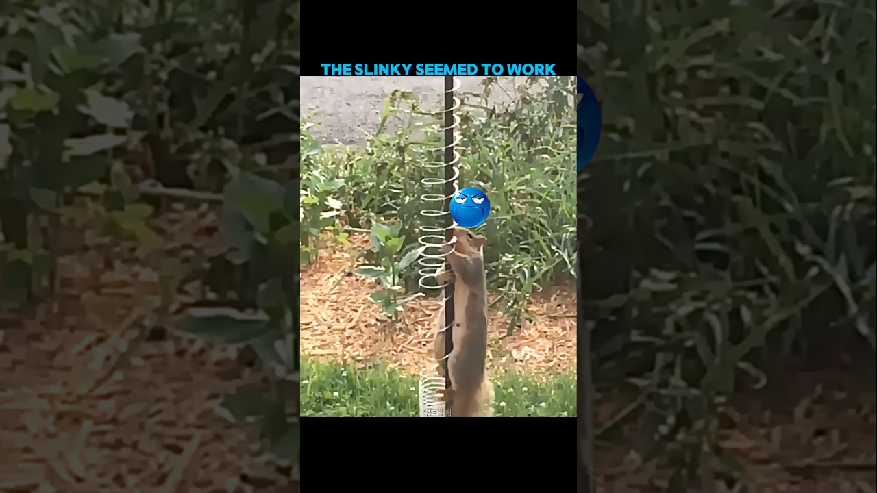 They Tried to Stop This Squirrel… But It Outsmarted Them! #trending #animals #wildlife #shorts