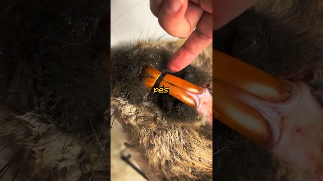 Se os castores não roerem madeira, algo terrível acontece