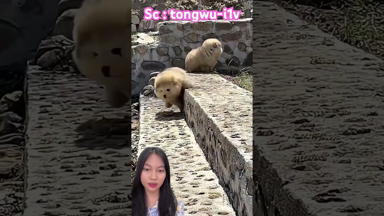 Lucu dan gemes ya kan⁉️ tongwu-i1v