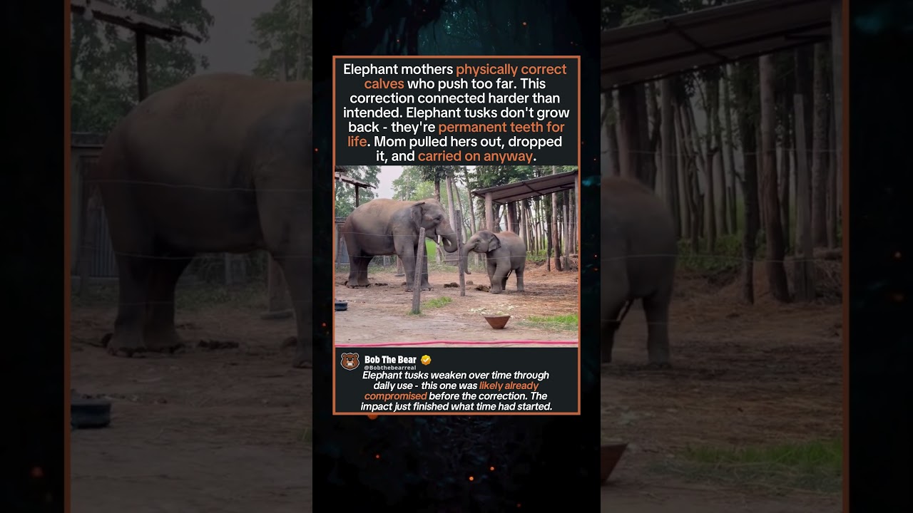 Elephant Mom Breaks Own Tusk Disciplining Calf