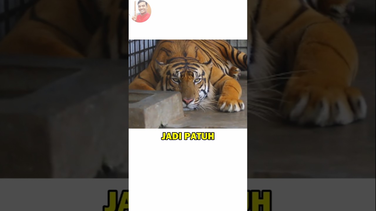 Harimau Takut Ke Kakek?, Aneh!.