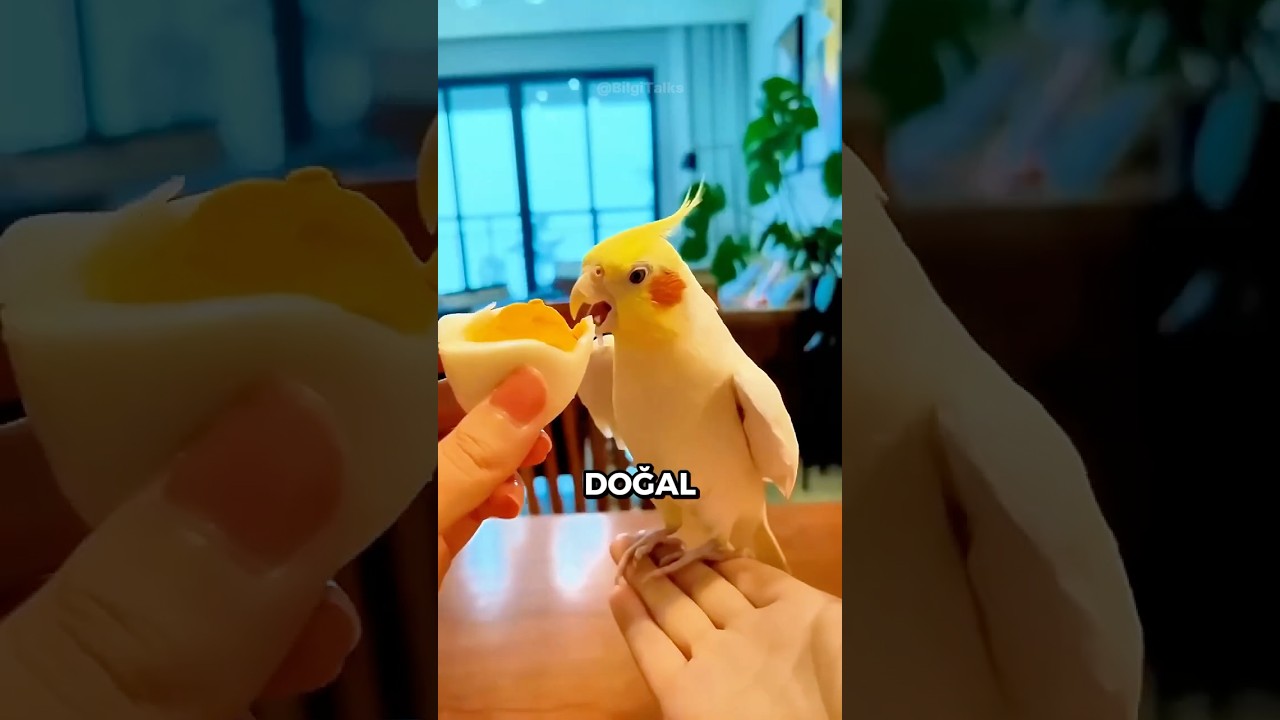 Kuş Besleyenlerin MUTLAKA Bilmesi Gereken 3 Şey 🦜⚠️