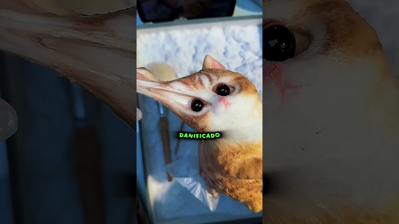 O brinquedo de gato mais grudento do mundo 😳🐱