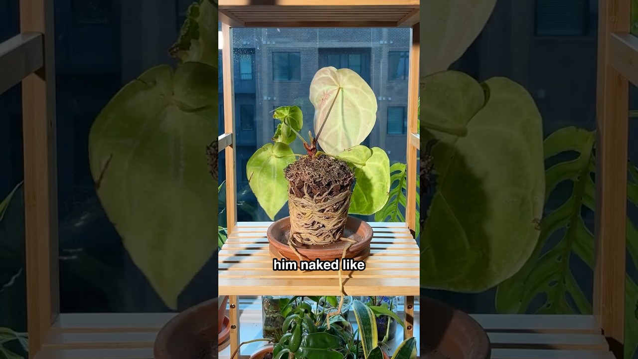 I think my subtitles are hungry...