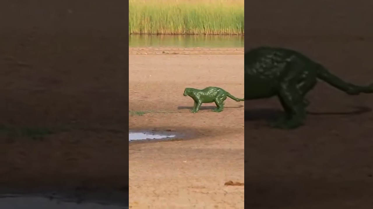 Leopard Bites Hippo Tail - Spots GONE + Swamp Breakdown! 😱 #viral #karma #shorts