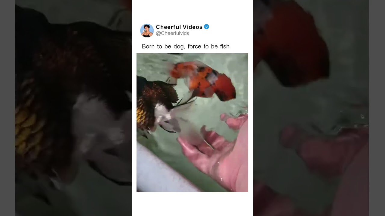 Born to be dog, force to be fish