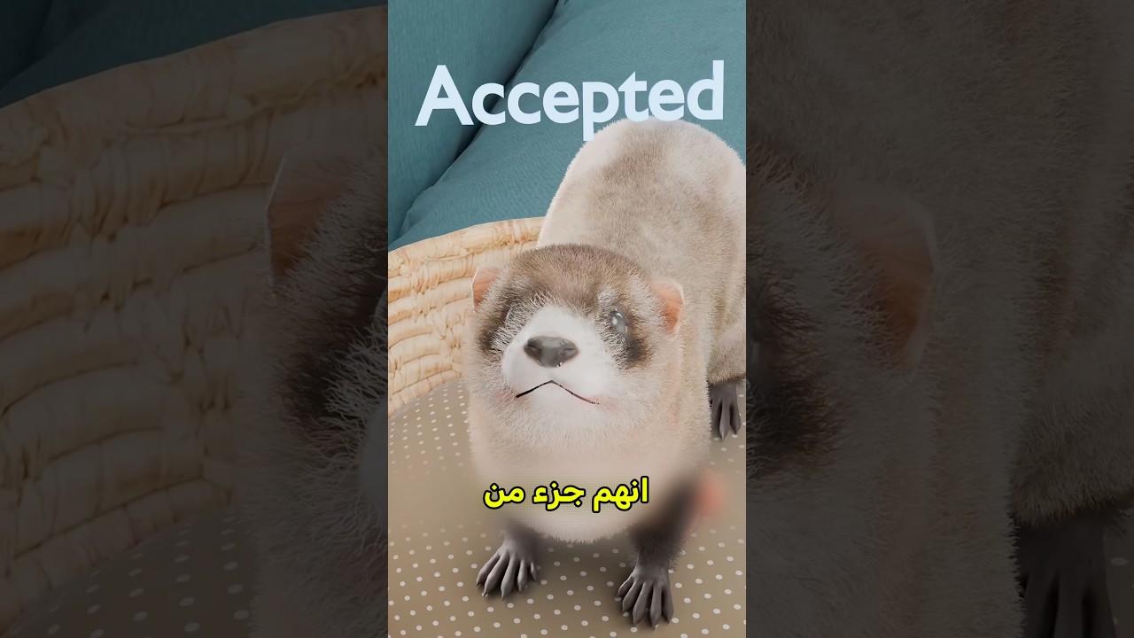 لهذا السبب لازم تلمس صغار القنادس 😱 #shortvideos