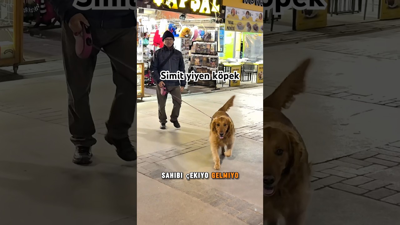 Her gün bir tane simit yiyen KÖPEK. #bombacızeydan