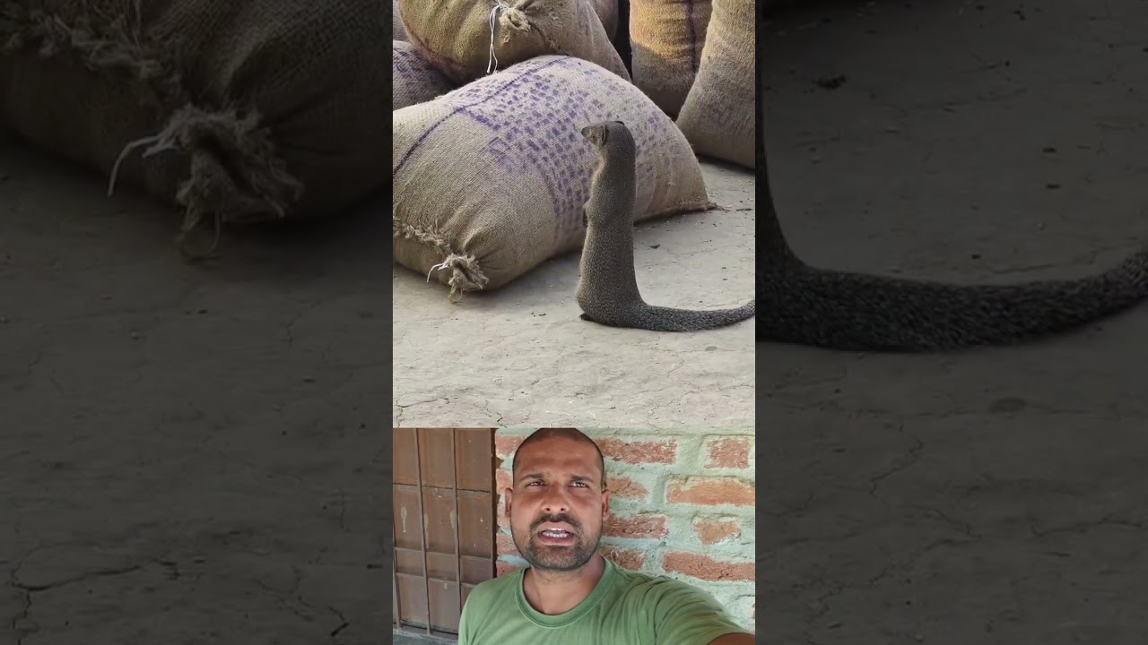 अनाज की रखवाली #former #funny
