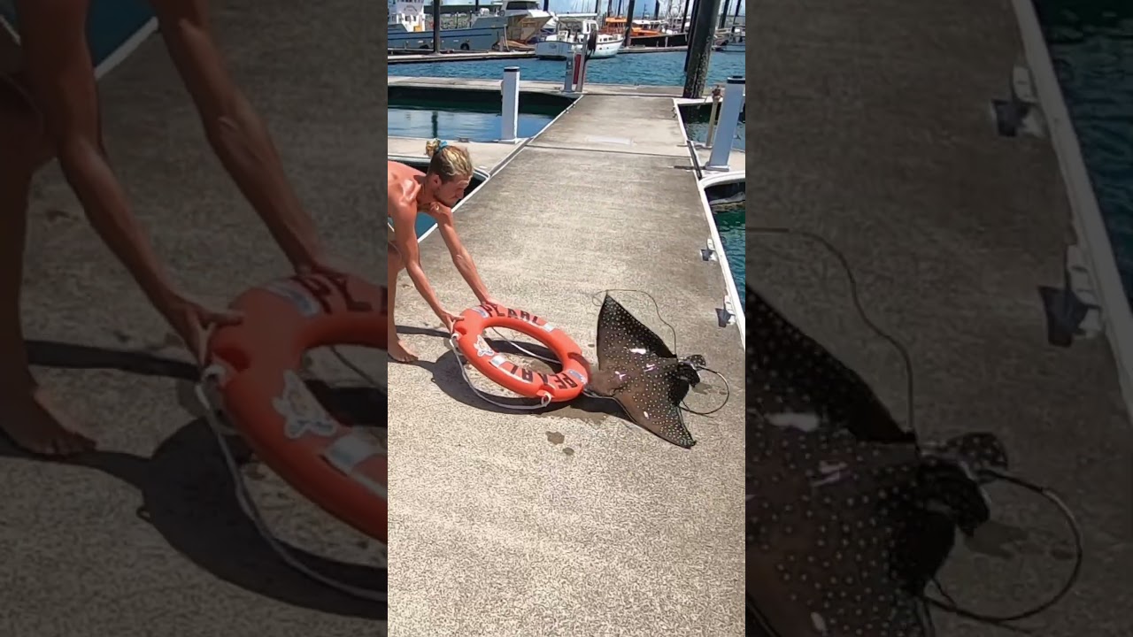 Spotted Eagle Ray in Australia 🐠 #FrontlineTV #AnimalRescue