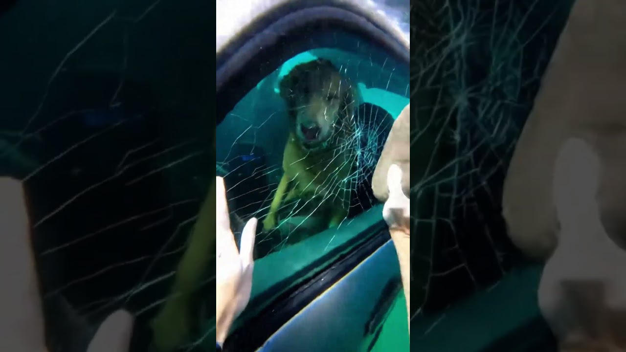 she DROWNED this puppy...then this happened😱