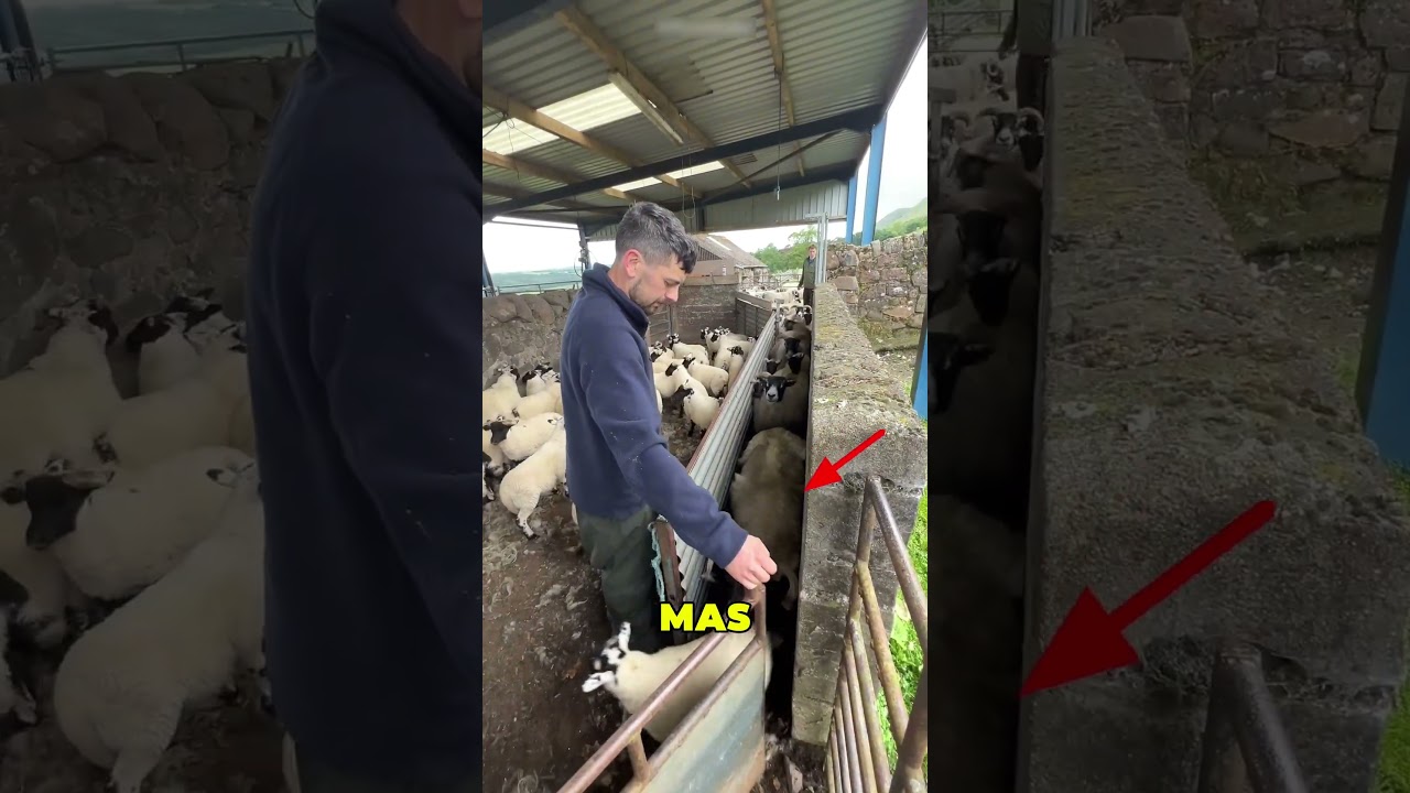 Essa Ovelha Tentou Passar a Perna no Pastor 😱❤️