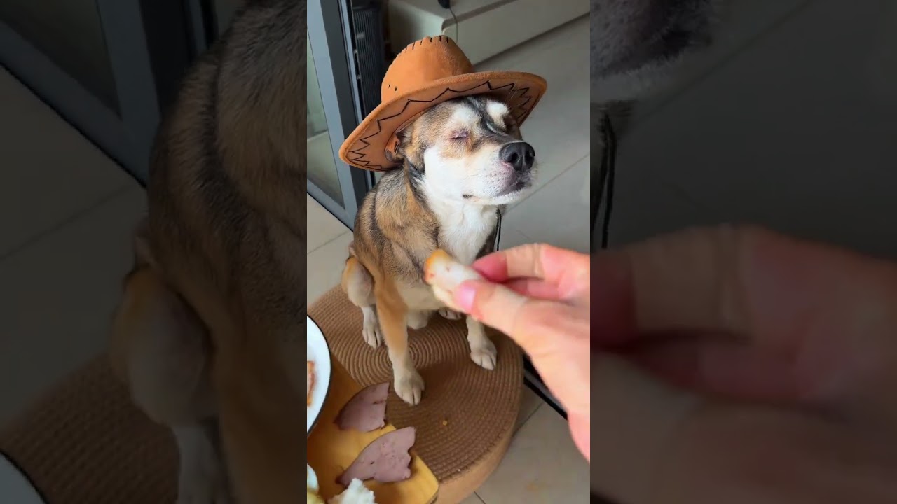 A dog with a calm and steady demeanor—you won’t know the joy of dog ownership until you ha