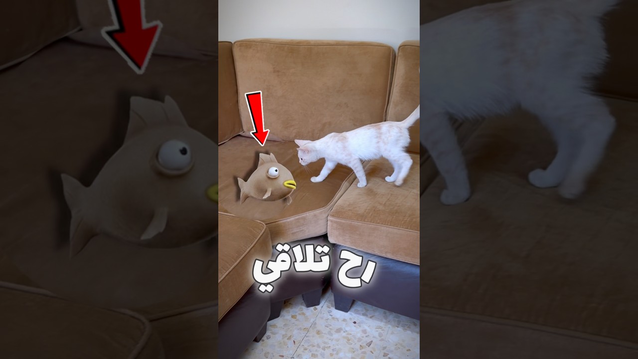 لورسمت على سمكة وخفيتها القطة رح تلاقيها🐟