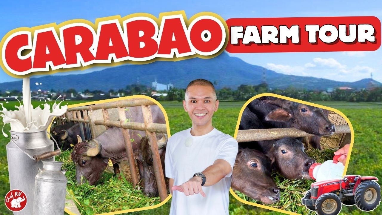 KALABAW PALA ANG SUSI SA PAGYAMAN? | Carabao Farm Tour with Team Chef RV 