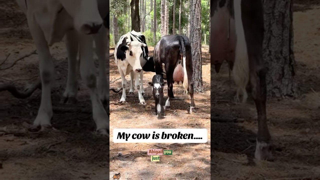 Moms forgot they have a child 😂#mom #baby #farm #funny #chaos