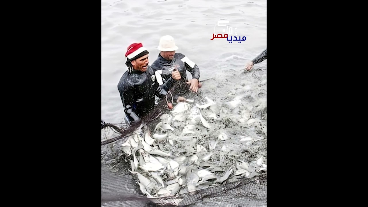 اللي بيحصل في قناة السويس محدش يصدقه! السمك البوري بالكوم فـ البحر!