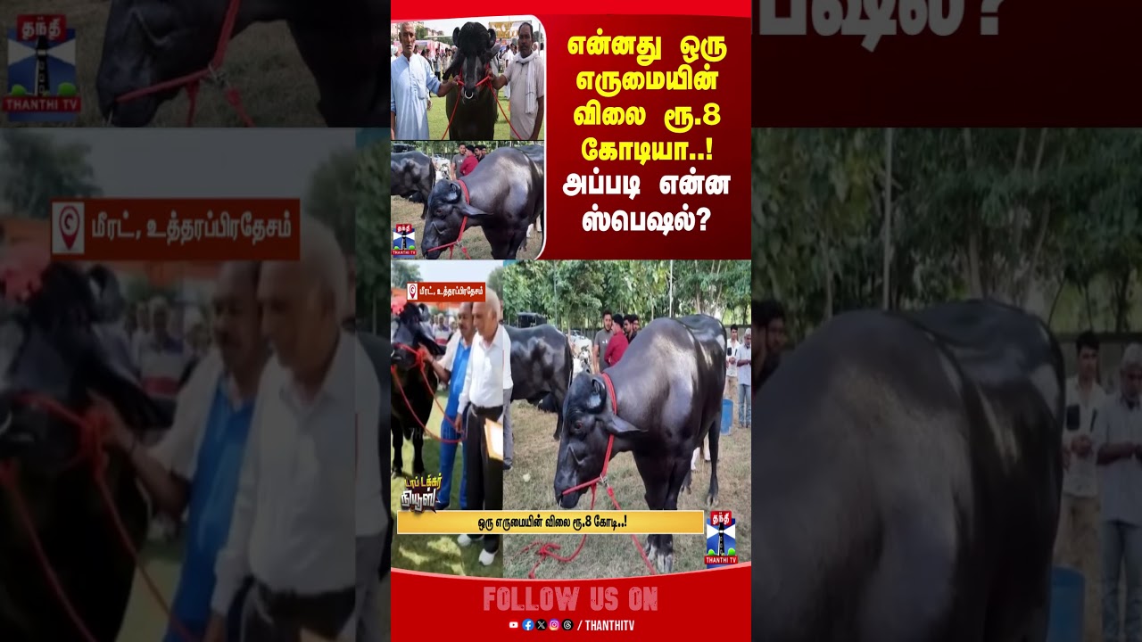 UttarPradesh || Buffalo || thanthitv