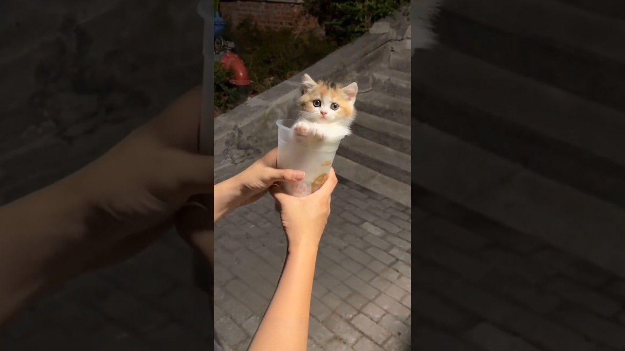 beli es teh jumbo malah dapat kucing mabok🗿#kucinglucu