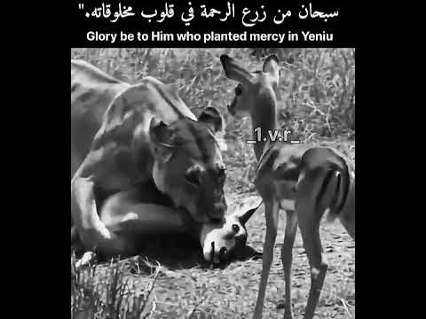 سبحان من زرع الرحمه بقلوب المخلوقات شوفوا الفديو وشوفوا رحمت الحيوانات تابع اخر المقطع #اكسبلور #كام