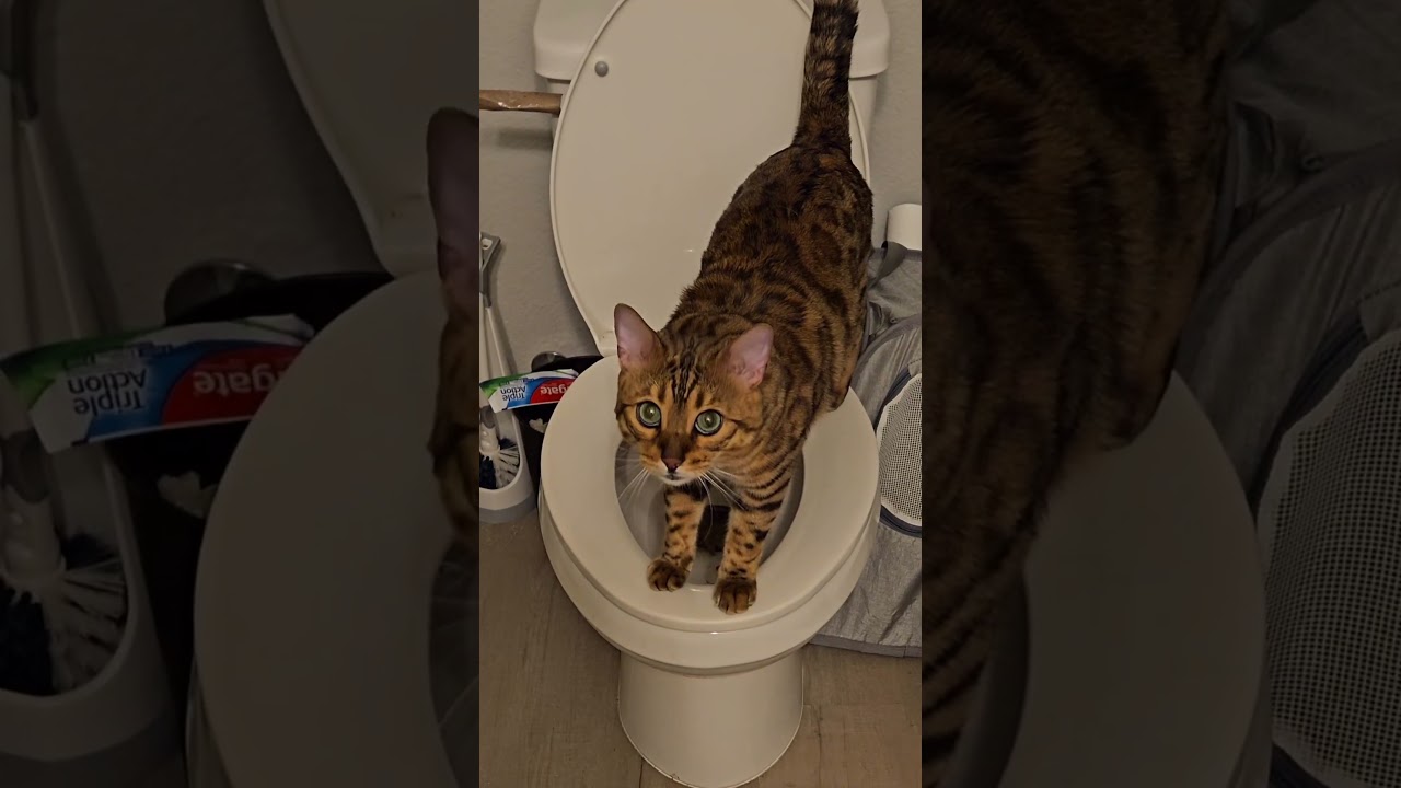 This is the smartest cat is flushing at the  end 😸