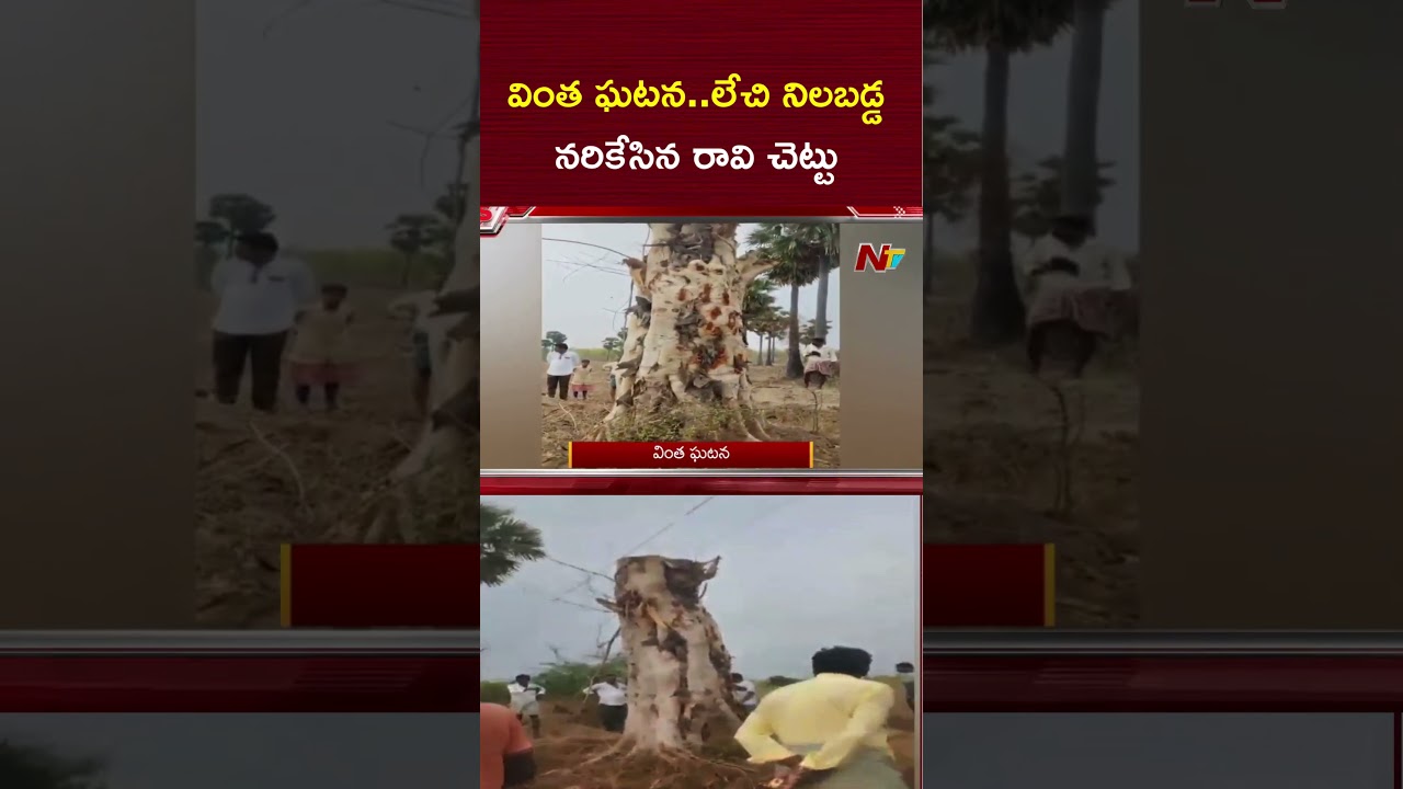 వింత ఘటన.. నరికేసిన రావి చెట్టు మళ్ళీ లేచి నుంచుంది | NTV Telugu