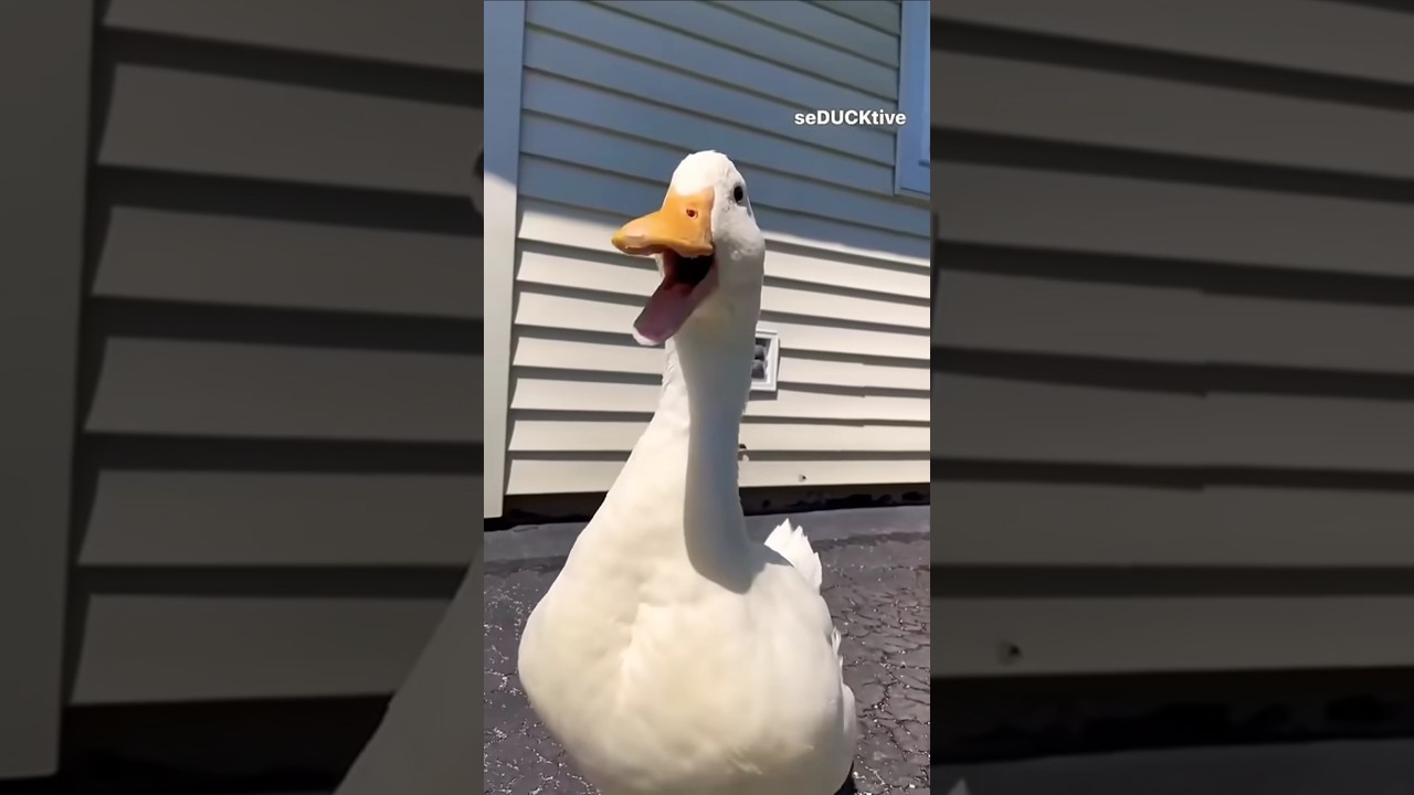 بطه كيوت|اصحى يابطوطه|تربية الطيور|بطه بتتكلم|البطه الرقصه|البطه المضحكه|🦤😄