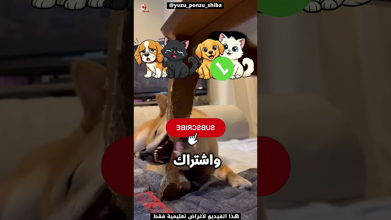 مش هتصدق عمل إيه في الترابيزة! 🐶