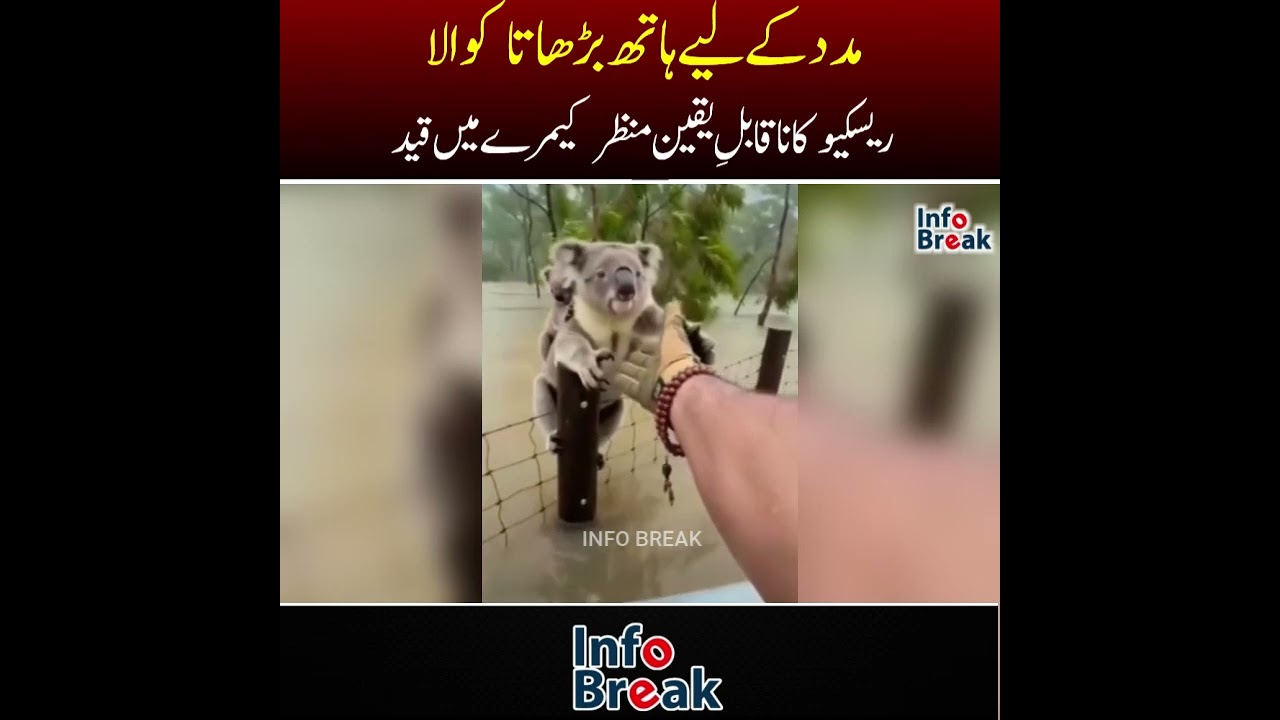 مدد کے لیے ہاتھ بڑھاتا کوالا، ریسکیو کا ناقابلِ یقین منظر کیمرے میں قید