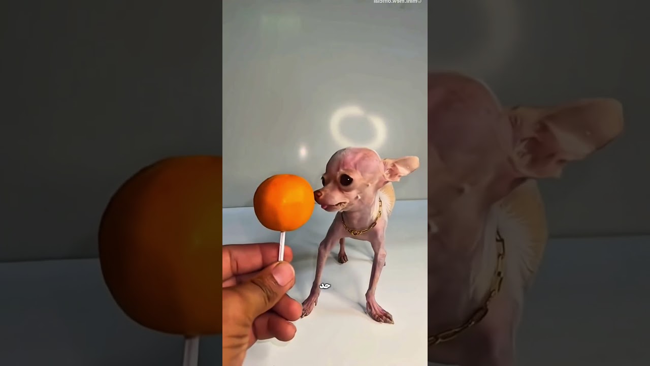 كلب أصغر من المانجا!😳