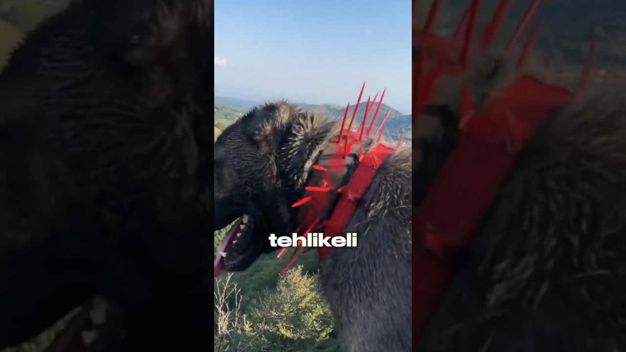 Çoban Köpeklerinin Gizli Silahı 🐶🔥