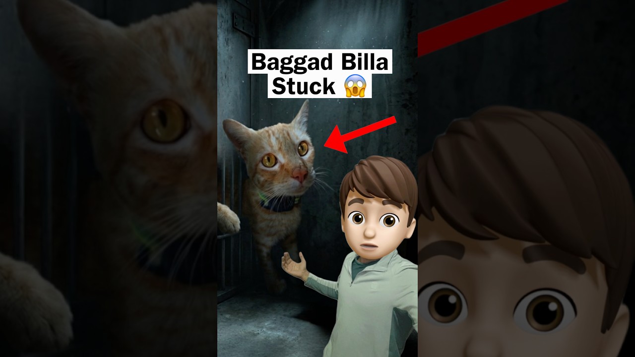 Ghar Billa Gayab Kaha Gaya 😱