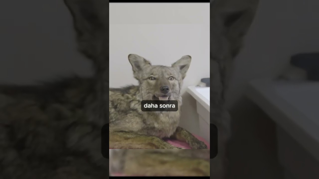 kaybettikleri Köpeğini Böyle “Yaşatıyorlar”… 😳 (Dünya’daki En Üzücü İş)