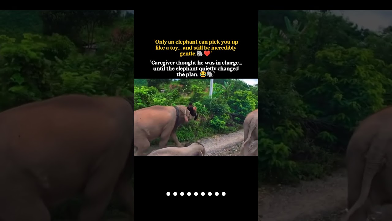 "Only an elephant can pick you up like a toy... and still be incredibly gentle. 🐘❤️"