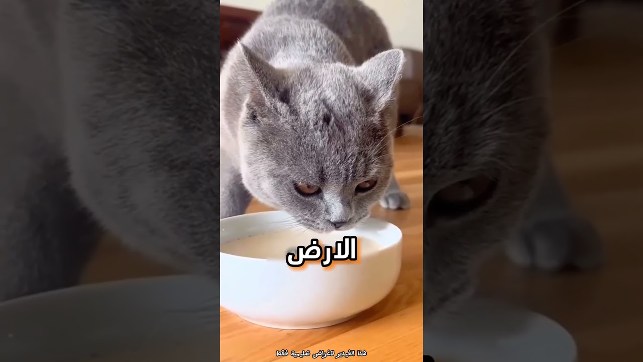 القطط ضد الكلاب من الاذكى؟!