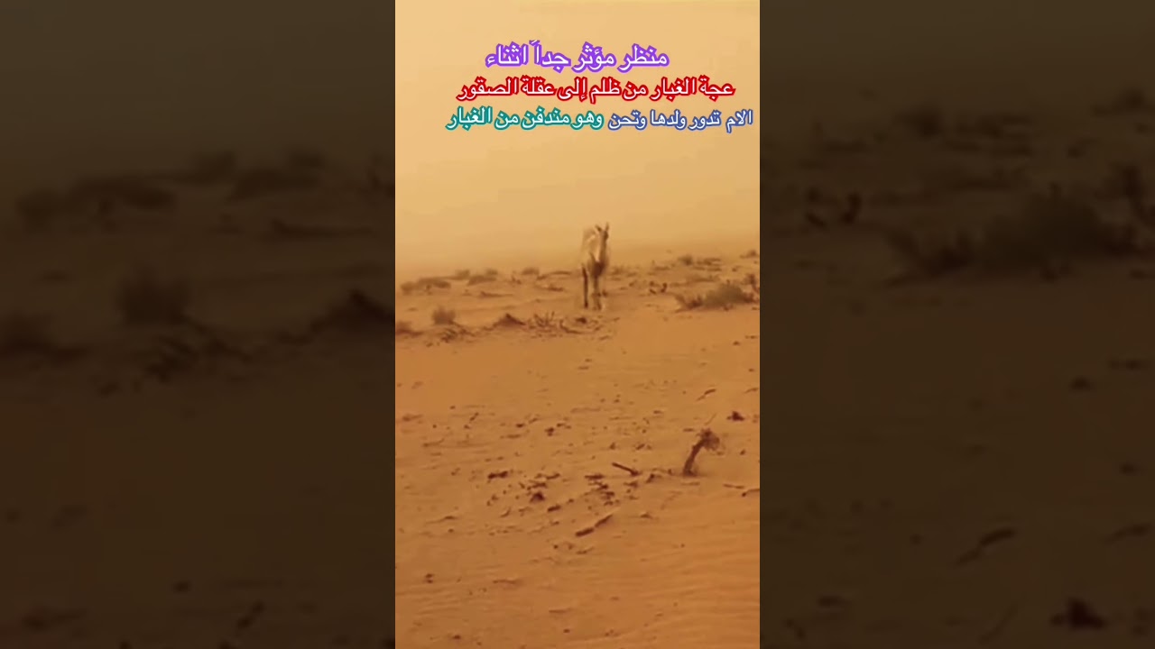 #اكسبلور #ترند #لايك مشهد لناقة تصيح على فقدان ولدها اثناء العج لاحظوا ردة فعلها عند رؤيتها له ياويل