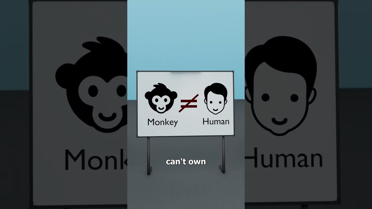 The Monkey Selfie That Went To Court 🤨