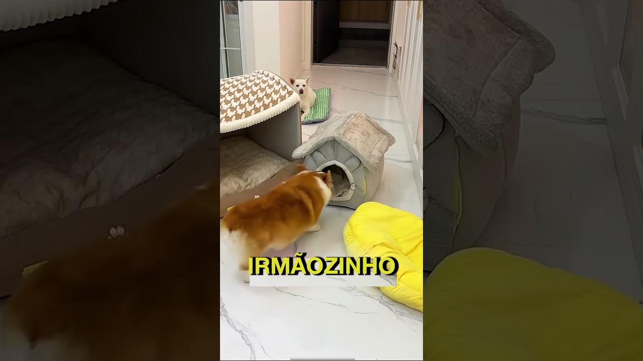Como entrar na casinha