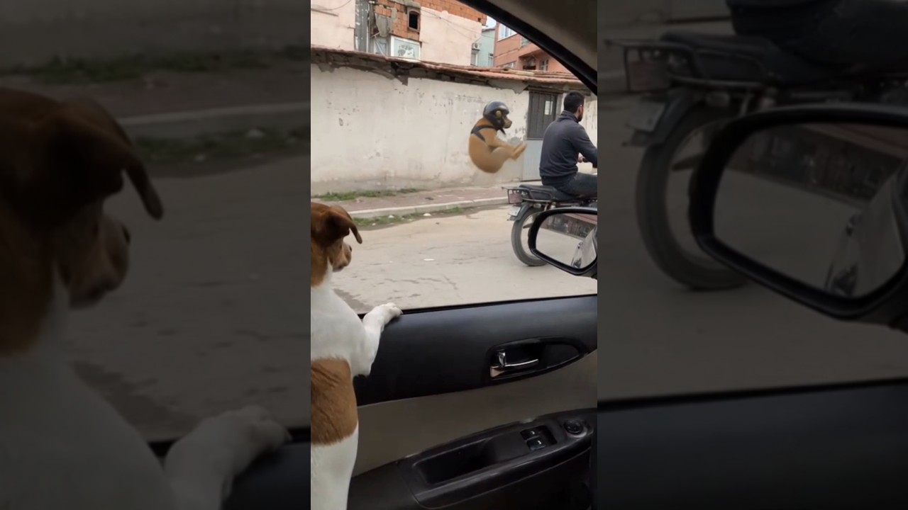 The Way He Recovered His Aura 😭🐶🏍️#shorts