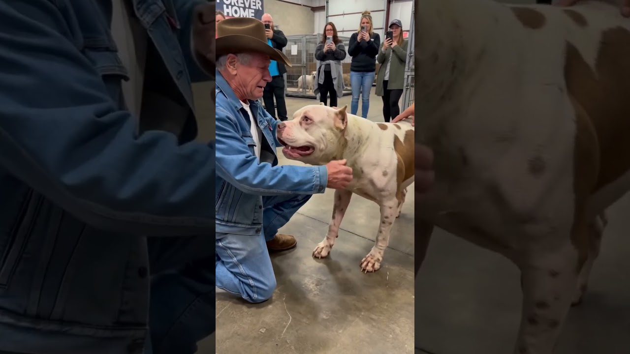 Pitbull Reunion: The Moment They Finally Hug Again