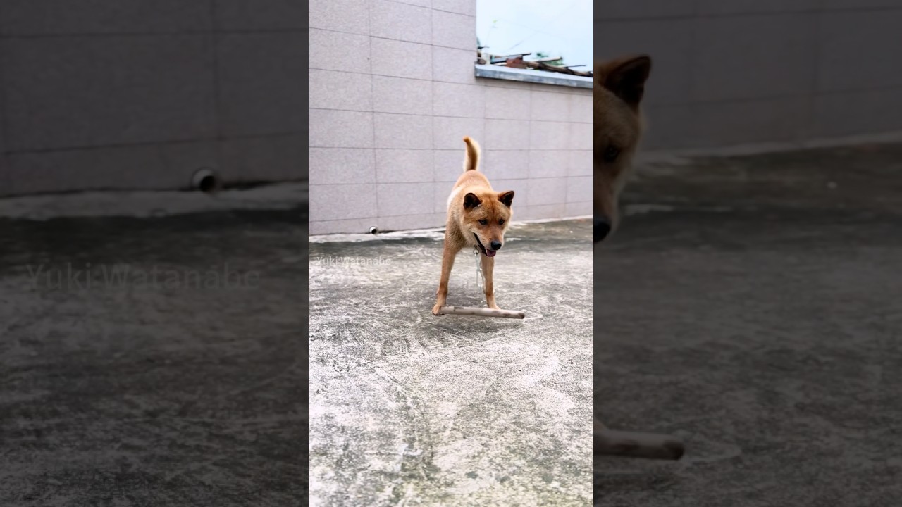 Dog speed reducer #animal #dog #animals #funny