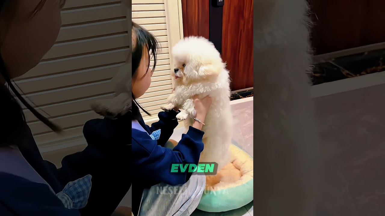 🐶 Köpek Kardeşi İçin Eve Geldi!