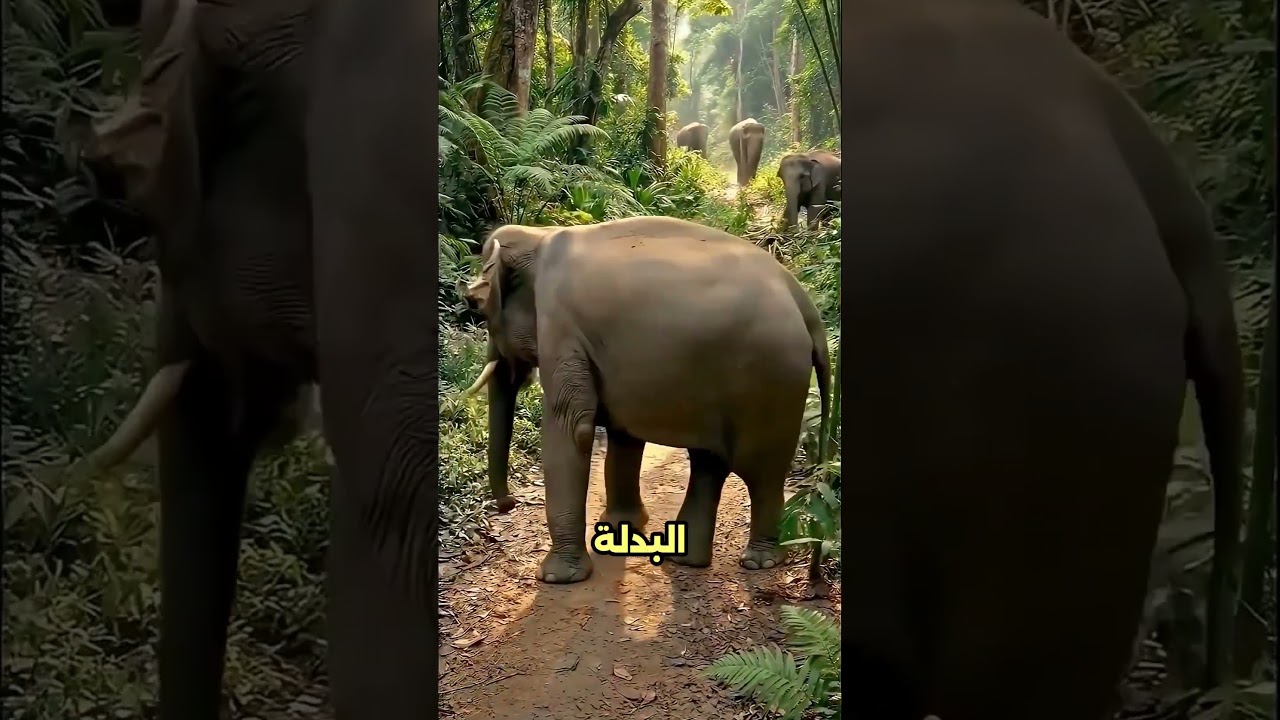 عمل نفسه فيل عشان يشوف ردفعل الفيلا#viral