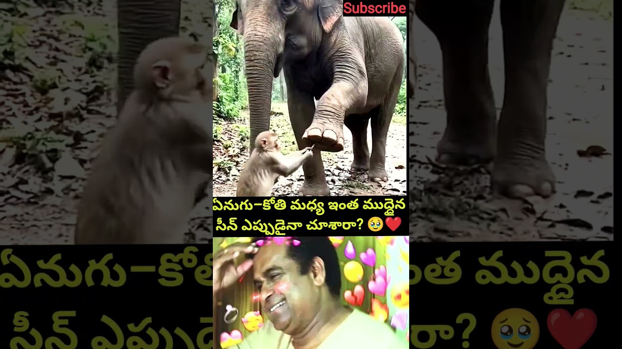 ఏనుగు–కోతి మధ్య ఇంత ముద్దైన సీన్ ఎప్పుడైనా చూశారా? #funny #shorts #viralshorts #youtubeshorts #viral